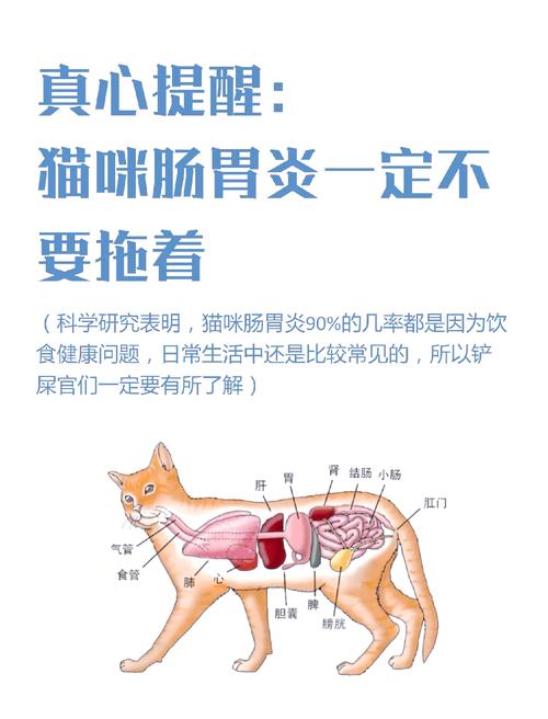 猫咪肠胃不好怎么办