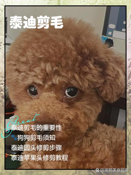 泰迪需要什么剪刀
