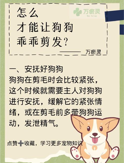 新手饲养员给狗狗剪毛时应该注意什么?