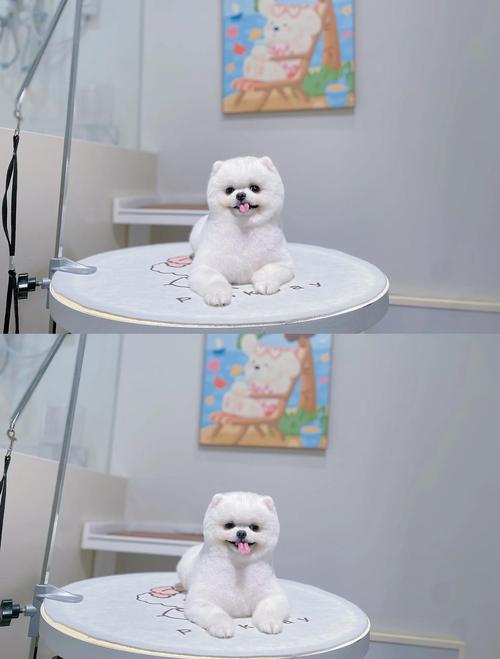 给狗狗剪毛用什么剪刀