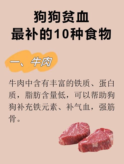 狗狗贫血吃什么补血最快最有效