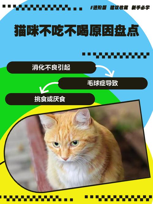 猫咪不吃不喝,暴瘦,现在肚子都瘪了,是什么原因?