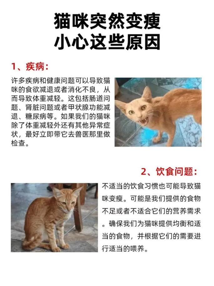 猫咪吐黄水、暴瘦是怎么回事?