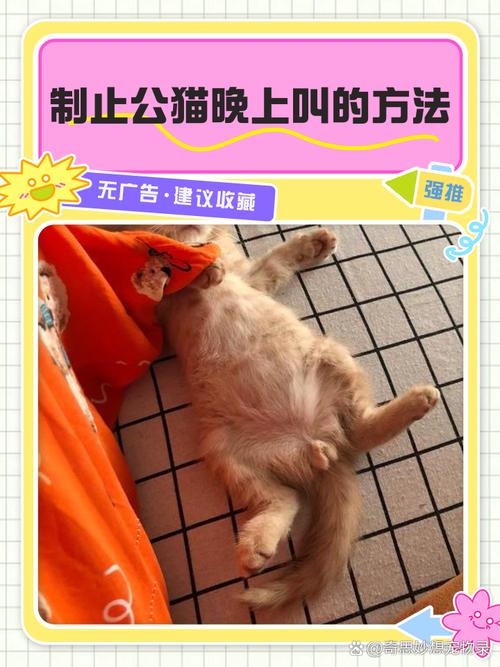 猫咪做完绝育后晚上一直嚎叫是什么情况?该怎么制止?