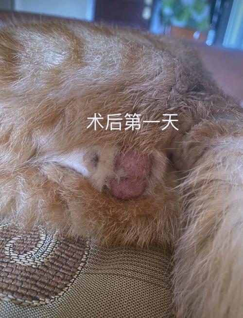 给猫咪做绝育后半夜一直叫个不停,怎么办?