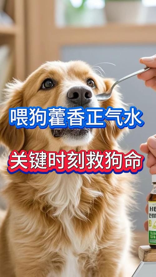 狗狗能吃藿香正气水吗