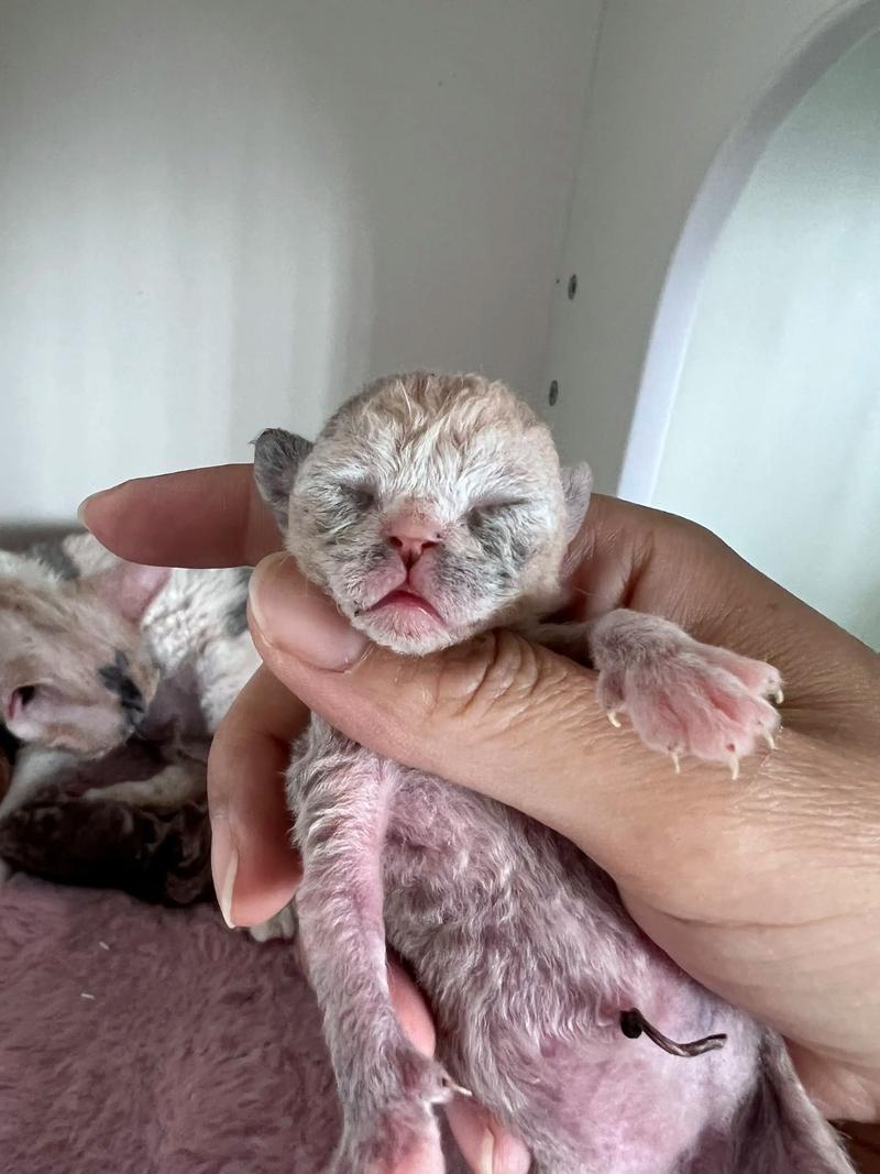 如何提高猫咪“免疫力”?教你7个方法,请收好