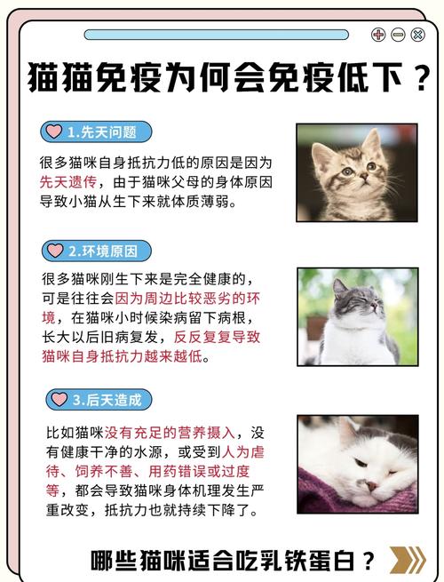 想给猫咪增强抵抗力应该怎么做?