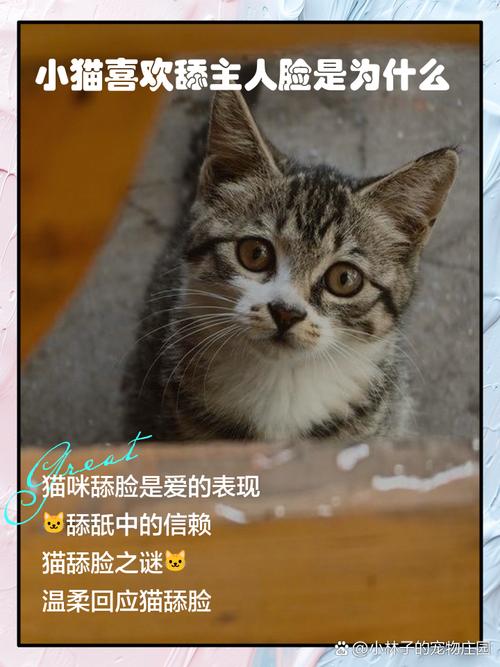 小猫总是喜欢舔主人的腋下,为什么呀?
