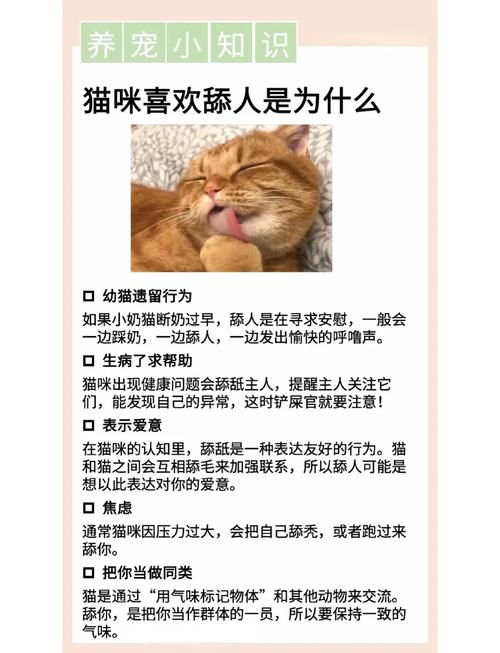 猫咪为啥半夜舔主人的脸