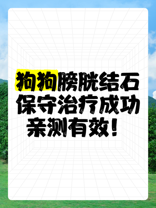 狗狗膀胱结石保守治疗