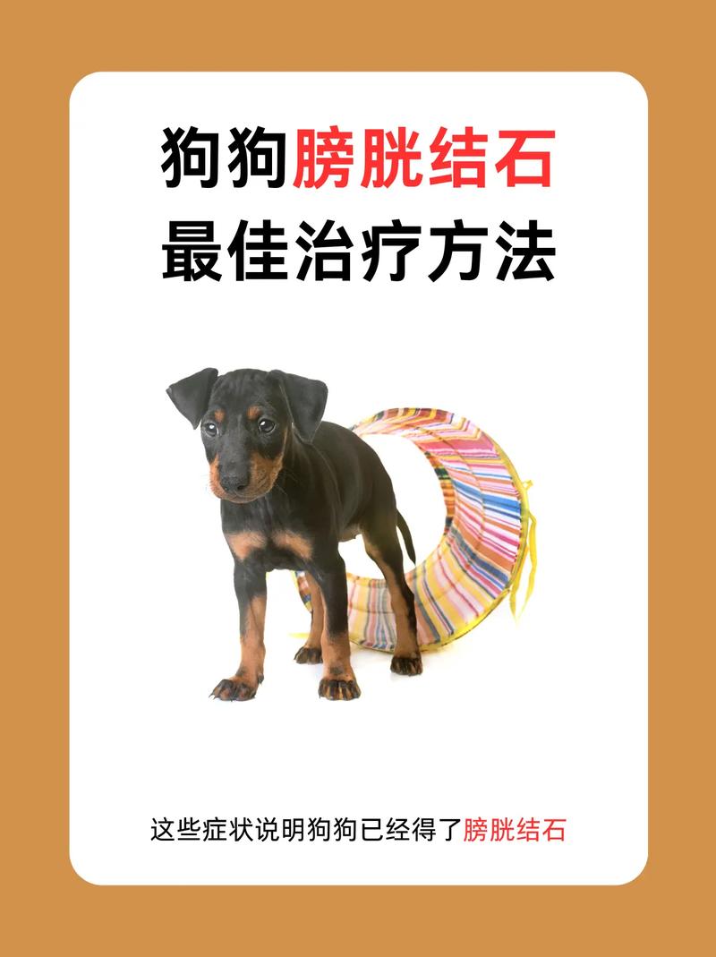 小狗反复膀胱结石怎么办