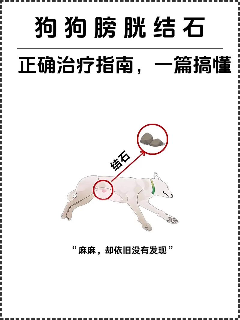 公狗膀胱结石可以保守治疗吗?