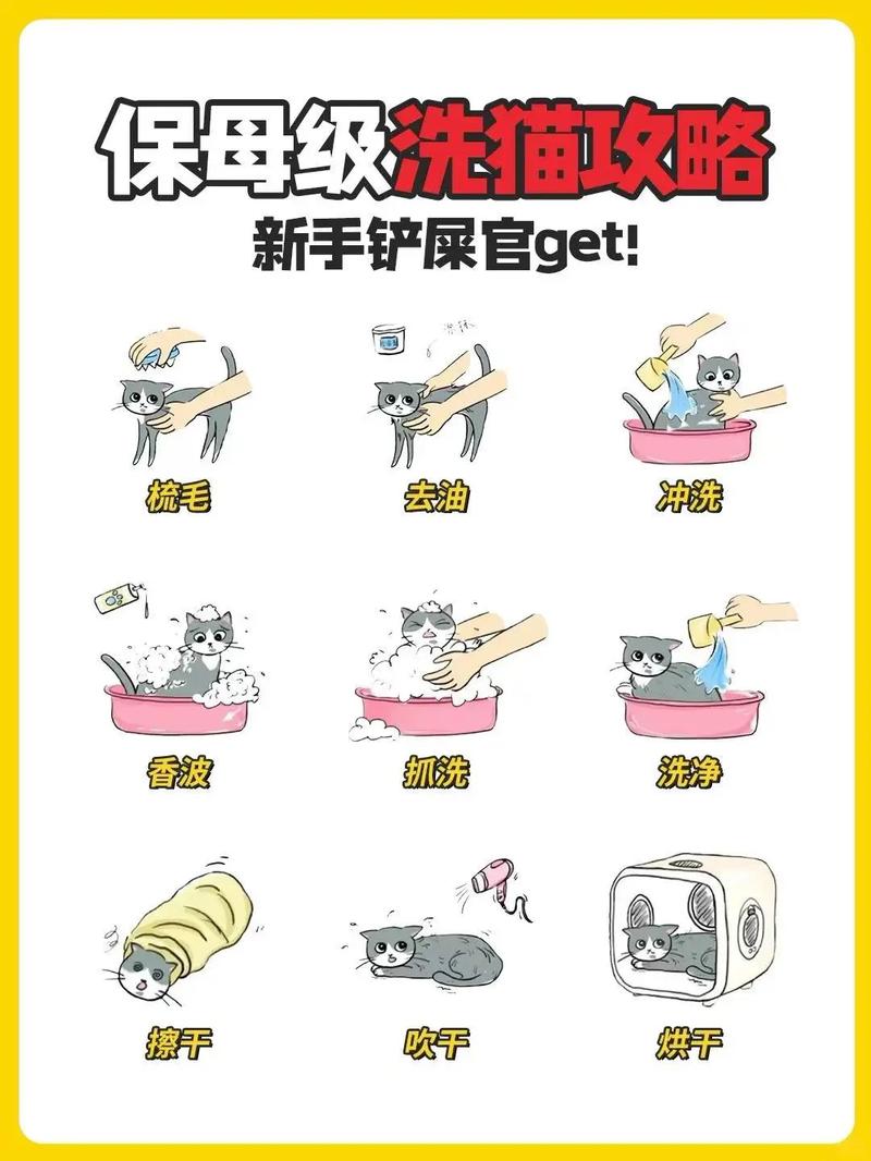 「技能」宠物日常护理之如何正确的给猫咪洗澡
