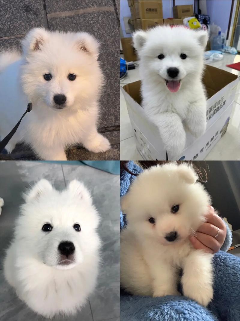萨摩耶幼犬能吃猪脆骨吗