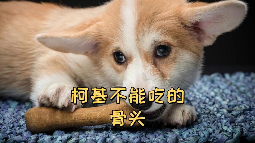狗能吃骨头吗?