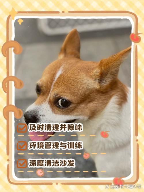 狗尿了沙发上怎么去除