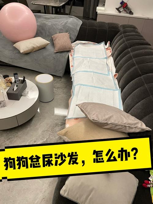 怎么去除狗屎味和狗尿味?