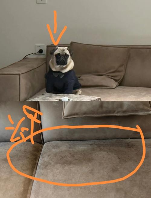 狗尿味怎么彻底清除