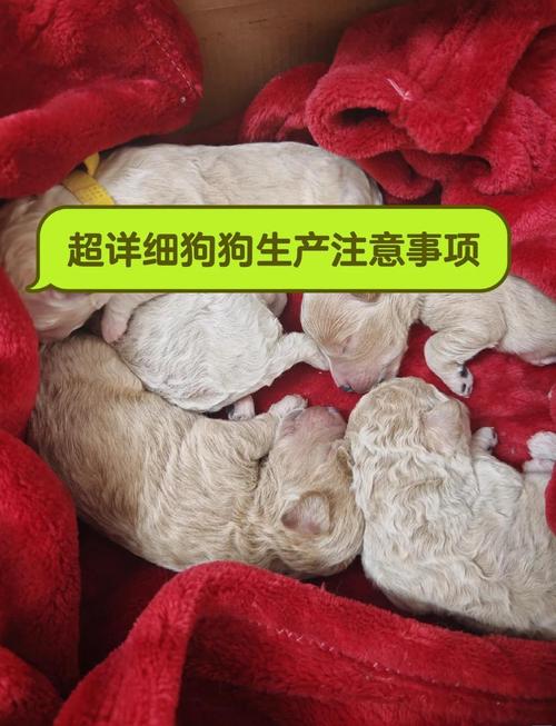 狗狗生了一只没动静了