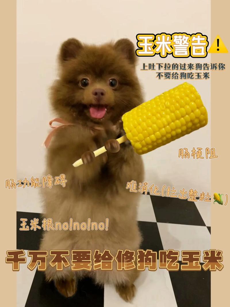 玉米可不可以给小泰迪犬吃呢