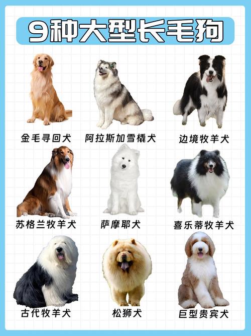 毛发很长的狗狗有什么品种呢?