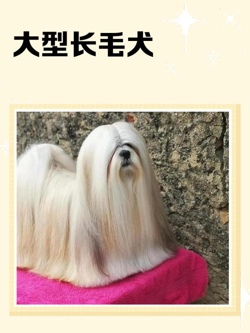 长毛的狗狗有哪些品种