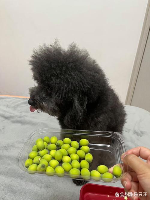 泰迪狗狗可以吃莲子吗