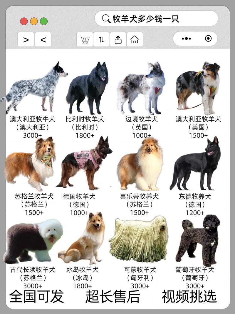 什么品种的狗狗最贵