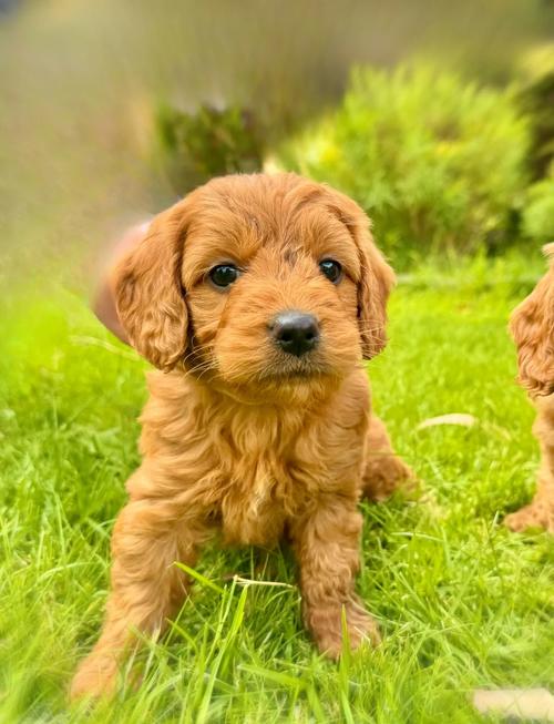 最贵的小型犬是什么品种?