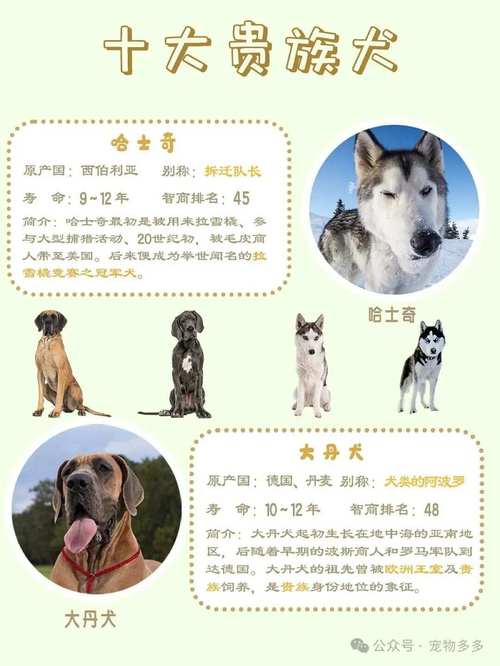 最贵的狗狗品种排名
