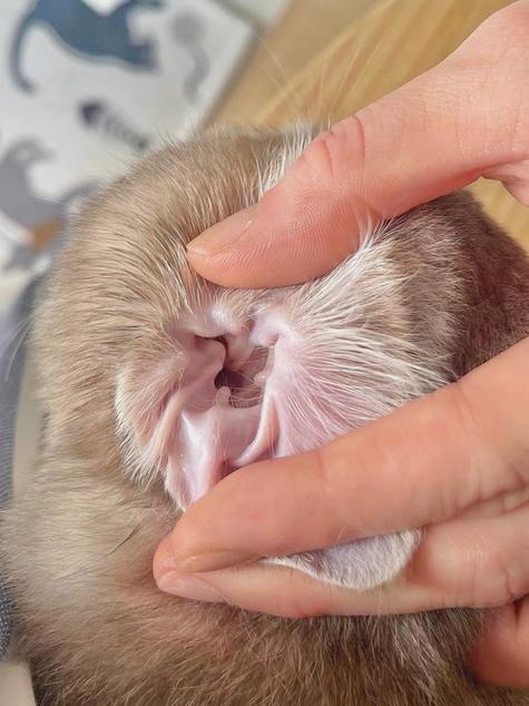 猫掏耳朵会痛吗