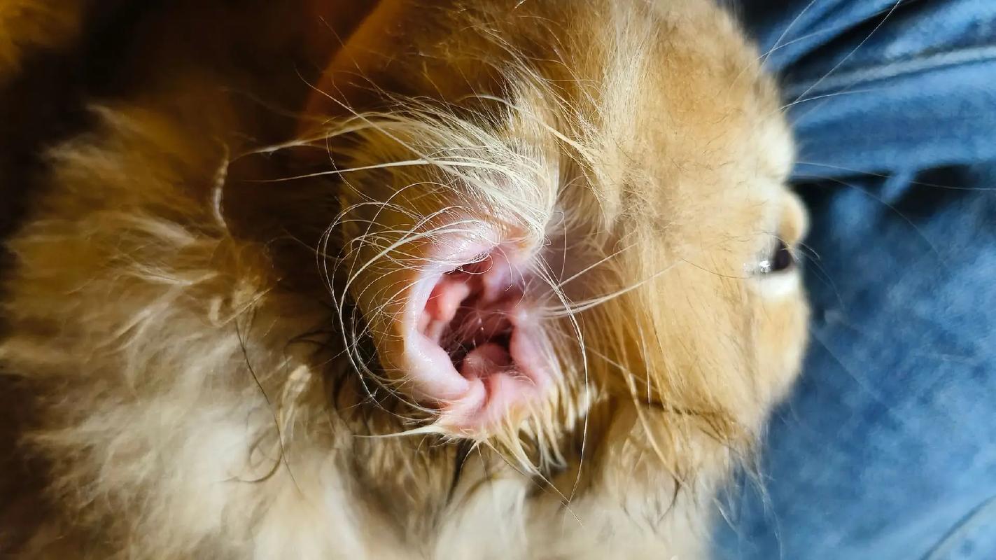 猫咪耳螨反复发作?别再用棉签给它掏耳朵了!
