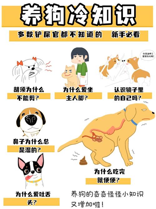 养狗注意!千万不要剪狗狗的胡须!