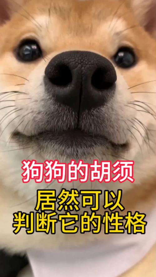 狗的胡须有什么作用?可以剪掉狗狗的胡须吗?