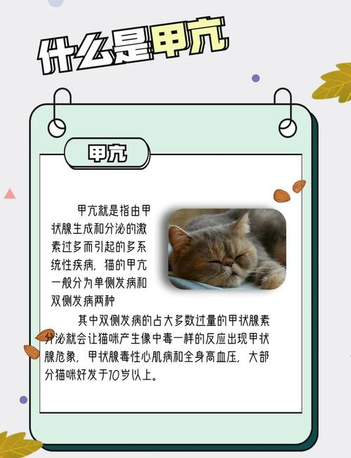 猫咪突然食欲增加?甲亢的症状+防治