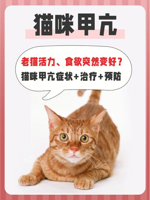 布偶猫容易得病吗?布偶猫有哪些常见的疾病?