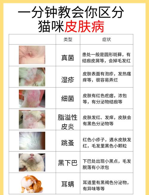 猫咪自发性膀胱炎——FIC(压力病)