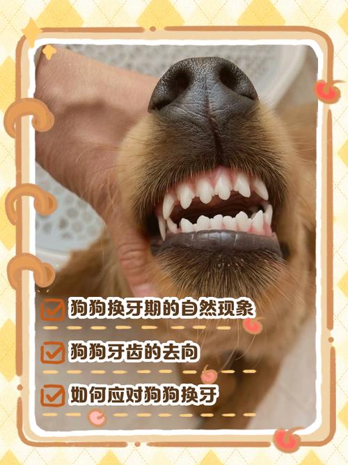 狗狗换牙期间乳牙不掉的原因及处理方法