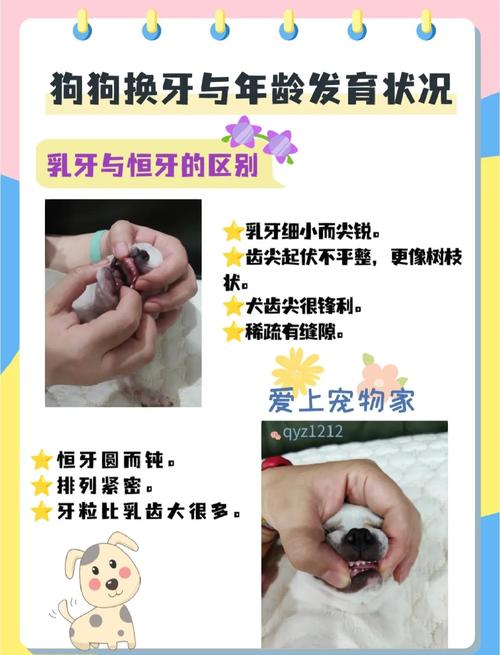 狗狗换牙期是几个月
