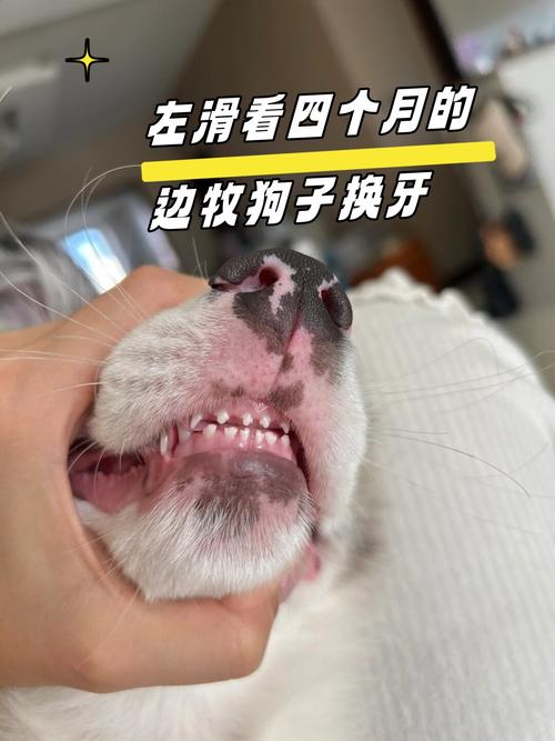 狗狗几个月换牙齿小尖牙也要换吗