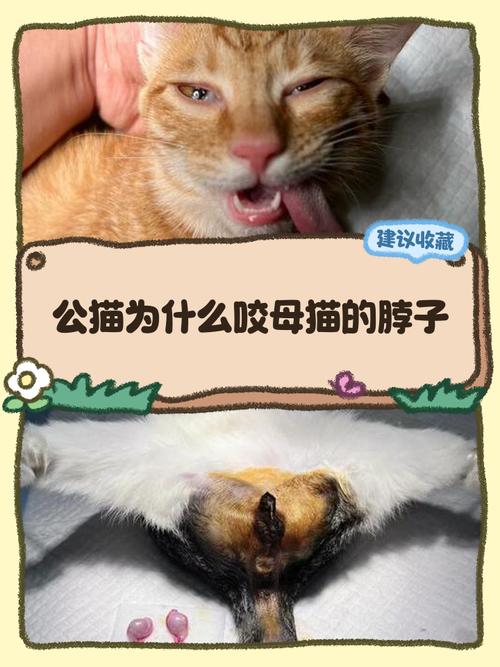 猫交配为什么咬脖子