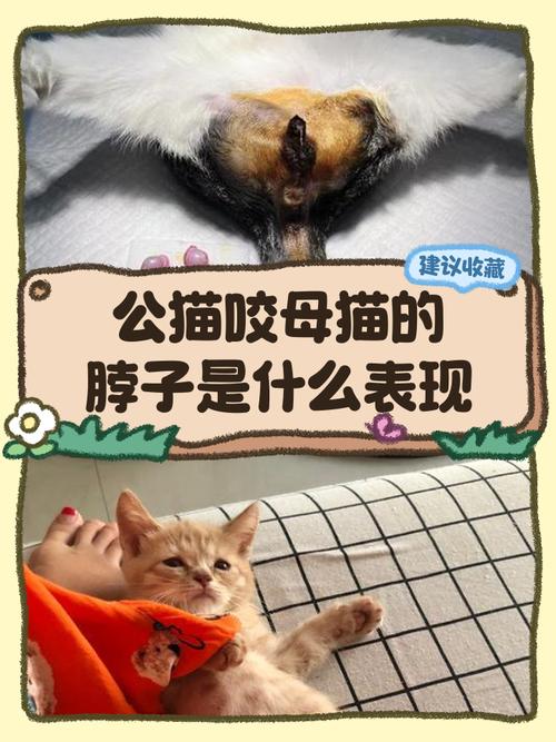 母猫为什么咬母猫的脖子,还骑在母猫的身上?
