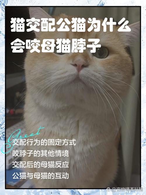 公猫咬母猫脖子为什么