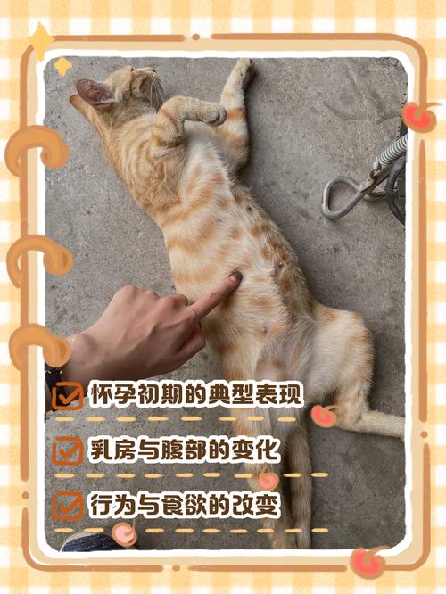 猫咪刚怀孕的症状是什么