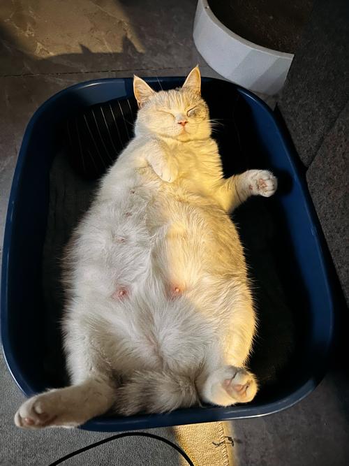 猫咪怀孕初期有什么症状?