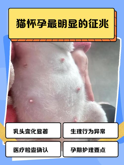 猫咪怀孕有什么症状