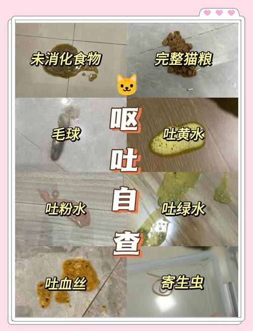 猫吐了该吃什么药?