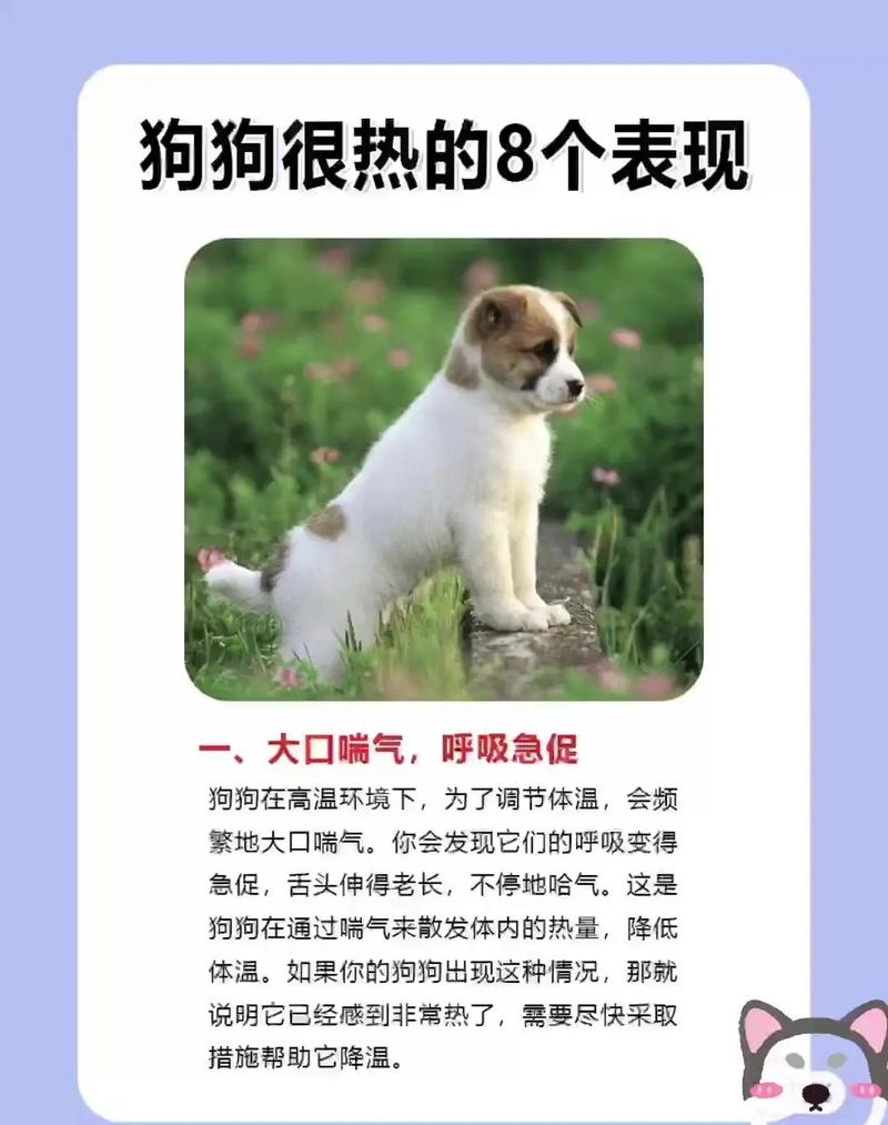 怎么感受狗狗发烧