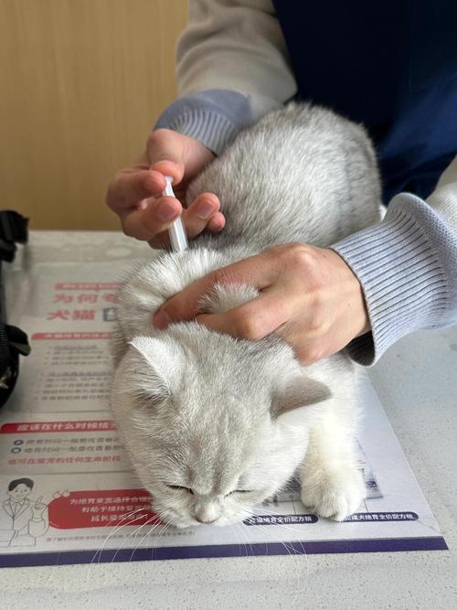 小猫出生五个月打疫苗晚了吧
